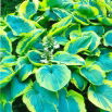 Funkia - Hosta Francess Williams