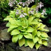 Funkia - Hosta August Moon