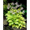 Funkia - Hosta August Moon