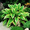 Funkia - Hosta Aureomarginata