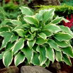 Funkia - Hosta Carol