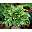 Funkia - Hosta Carol