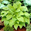 Funkia - Hosta Lakeside Cha Cha