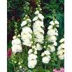 Malwa biała - White - 1 szt.