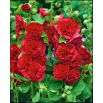 Malwa czerwona - Red - 1 szt.
