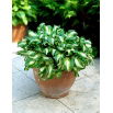 Funkia - Hosta Mediovariegata