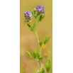 Lucerna siewna Ludelis - 1 kg
