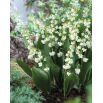 Konwalia majowa pełna - Convallaria majalis Prolificans
