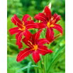 Liliowiec Crimson Pirate