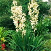 Juka karolińska - Yucca Filamentosa - 1 szt.