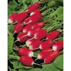 Rzodkiewka Esmeralda F1 - podłużna z białym końcem