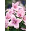 Platykodon, Rozwar wielkokwiatowy - Fuji Pink
