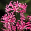 Nerine Bowdenii - 2 szt.