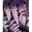 Paproć fioletowa - Burgundy Lace - 1 szt.