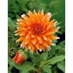 Dalia - Colour Spectacle
