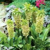 Eucomis bicolor - Eukomis dwubarwny - 2 szt.