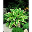 Funkia - Hosta Aureomarginata