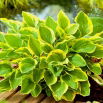 Funkia - Hosta Golden Tiara