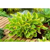 Funkia - Hosta Golden Tiara