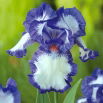 Kosaciec, Irys - Blue and White