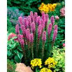 Liatra kłosowa purpurowa - Liatris Spicata Purple - 10 szt.