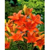 Lilia azjatycka pomarańczowa - Orange