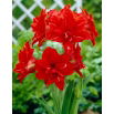 Hipeastrum - Amarylis - Red Peacock