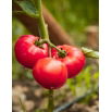 Pomidor Adonis - gruntowy malinowy