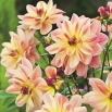 Dalia - Happy Butterfly