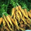 Marchew pastewna Lobo - 200 g