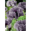 Mak polny Amazing Grey