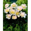 Piwonia, Paeonia - Top Brass - sadzonka