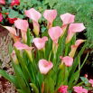 Calla Rehmannii