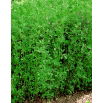 Lucerna siewna Maga - 1 kg