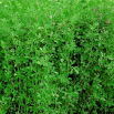 Lucerna siewna Maga - 1 kg