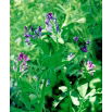 Lucerna siewna Europe - 0,5 kg