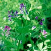 Lucerna siewna Europe - 0,5 kg