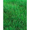 Życica trwała 4N Solen C1 - 5 kg