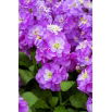 Lewkonia Varsovia Hala- purpurowofioletowa