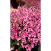Diaskia Pink Queen