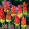 Kniphofia czerwono-żółta - Płonąca Pochodnia - 1 szt.