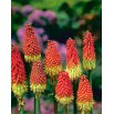 Kniphofia czerwono-żółta - Płonąca Pochodnia - 1 szt.