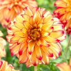 Dalia - Lady Darlene - kwiaty XL
