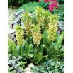 Eucomis bicolor - Eukomis dwubarwny - 2 szt.