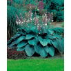 Funkia - Hosta Blue Angel