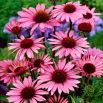 Jeżówka purpurowa - Echinacea - 1 szt.
