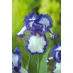 Kosaciec, Irys - Blue and White