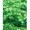 Baby Leaf - Portulaka warzywna
