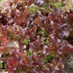 Baby Leaf - Sałata liściowa Lollo Rossa