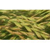 Życica mieszańcowa 2N Grasslands Manawa - 5 kg
